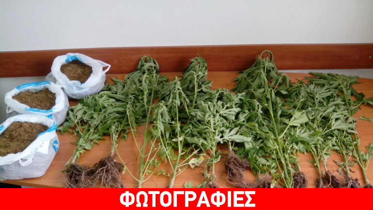 Εντοπίστηκε χασισοφυτεία στην Αιτωλοακαρνανία – Τέσσερις συλλήψεις