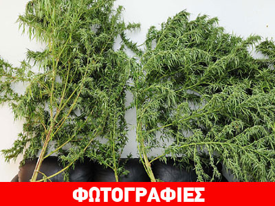 Εντοπίστηκε χασισοφυτεία στη Μεσσηνία