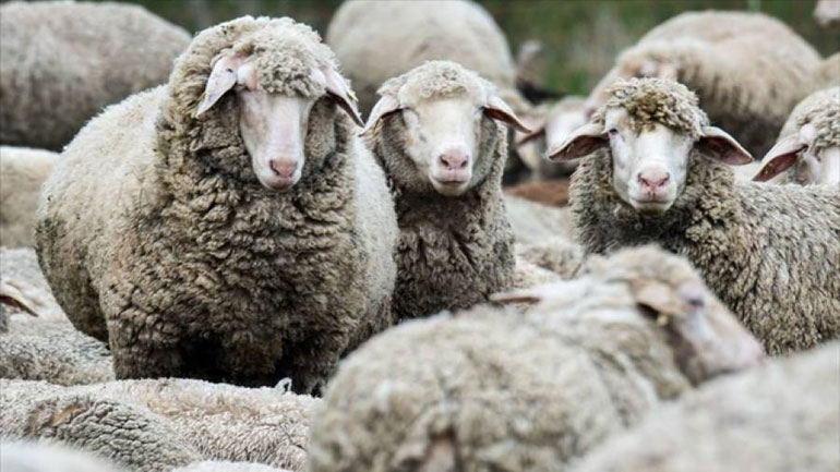 Τον Μάιο τα πρώτα εμβόλια για τον καταρροϊκό πυρετό