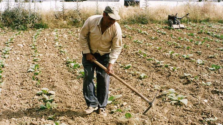 Αύξηση 8,2% στις τιμές των γεωργικών-κτηνοτροφικών προϊόντων