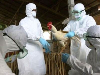 Τρίτη εστία της γρίπης των πτηνών στην Ολλανδία