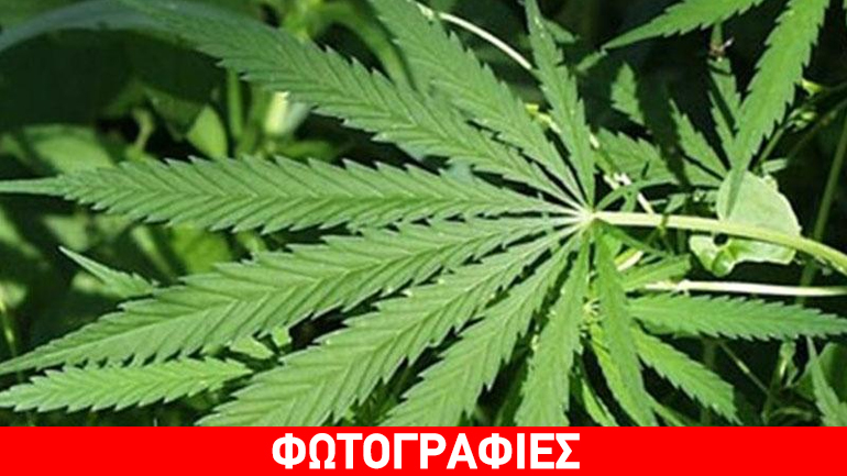 Εντοπίστηκε χασισοφυτεία στη Λακωνία