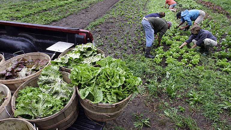 Αύξηση 6,1% στις τιμές των γεωργικών-κτηνοτροφικών προϊόντων