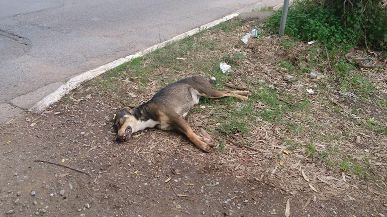 Καθημερινό φαινόμενο η μαζική δηλητηρίαση αδέσποτων στην Άρτα