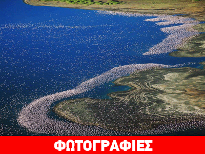 Εντυπωσιακές εικόνες από χιλιάδες φλαμίνγκο