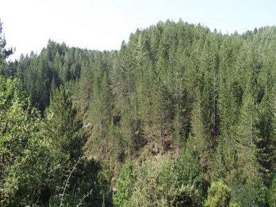 Απαγόρευση κυκλοφορίας στα δάση της Αρκαδίας