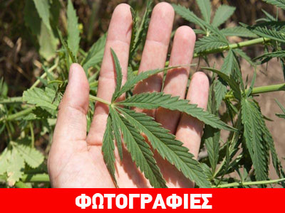 Καλλιεργούσαν κάνναβη σε εγκαταλελειμμένο θερμοκήπιο