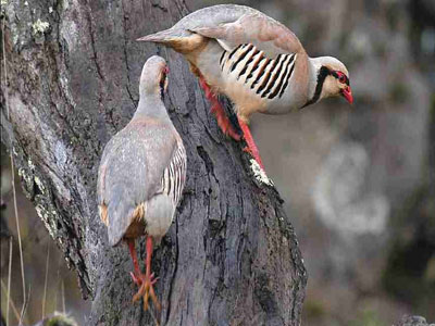 Απελευθερώνουν πέρδικες οι κυνηγοί στο Ρέθυμνο