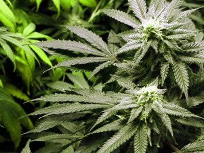 Η χρήση μαριχουάνας μπορεί να οδηγήσει ακόμα και στην αυτοκτονία