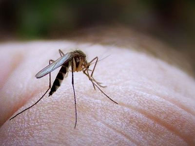 ΚΕΕΛΠΝΟ: Κρούσμα από τον ιό του Δυτικού Νείλου στην Ελλάδα