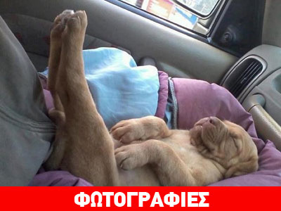 Όταν οι τετράποδοι φίλοι μας απολαμβάνουν τον ύπνο τους…
