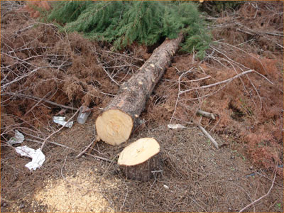 Πέλλα: Νεκρός υλοτόμος που καταπλακώθηκε από δέντρο