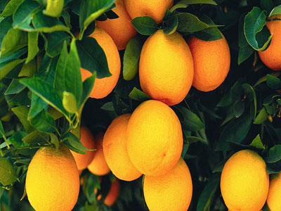 Ενίσχυση ζητούν οι παραγωγοί εσπεριδοειδών της Λακωνίας