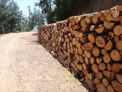 Δ. Ελλάδα: Σε εξέλιξη οι έρευνες της ΕΛ.ΑΣ. για το κύκλωμα λαθροϋλοτόμων