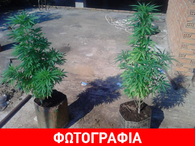 Καλλιεργούσε κάνναβη στην ταράτσα του σπιτιού του