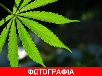 Εντοπίστηκε χασισοφυτεία στα Τρίκαλα