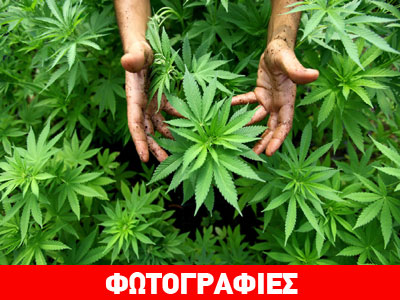 Καλλιεργούσε κάνναβη στα αγροκτήματά του