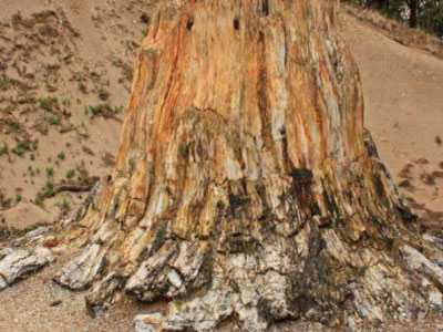 Συντήρηση απολιθωμένων δένδρων στη Μυτιλήνη