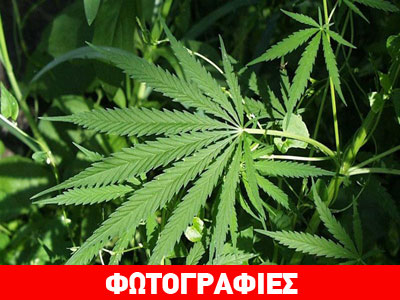 Καλλιεργούσε κάνναβη στο αγρόκτημά του