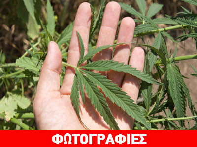 Λάρισα: Πατέρας και γιος καλλιεργούσαν κάνναβη