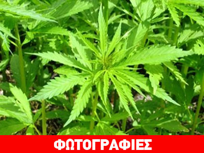 Καλαμάτα: Καλλιεργούσαν χασίς στα αγροκτήματά τους