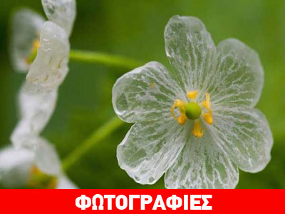 Το λουλούδι που γίνεται διάφανο στη βροχή!