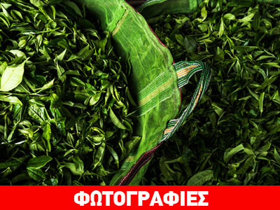 Ποιο είναι το ακριβότερο τσάι στον κόσμο