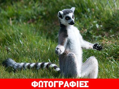 Όταν τα ζώα κάνουν… γιόγκα!