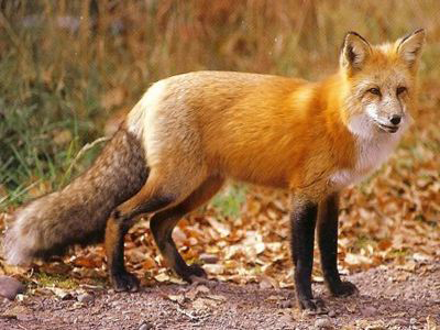 Μεσολόγγι: Σύσκεψη για την καταπολέμηση της λύσσας