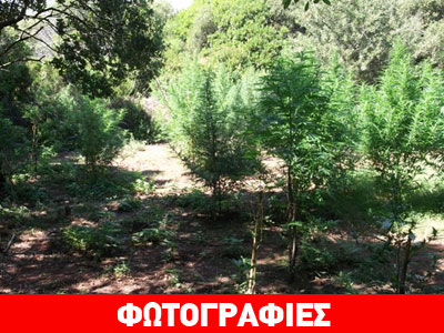 Εντοπίστηκε χασισοφυτεία στην Αγιά Πάργας