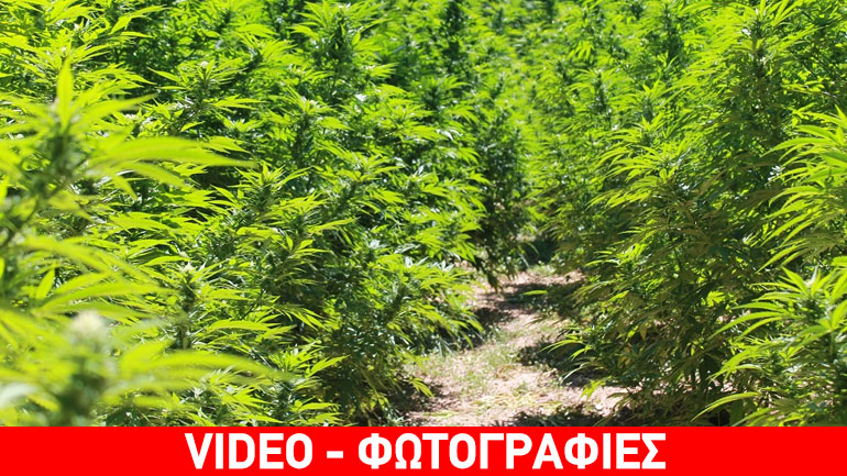 Εντοπίστηκε χασισοφυτεία με 1.585 δενδρύλλια σε δασώδη περιοχή στην Κορινθία