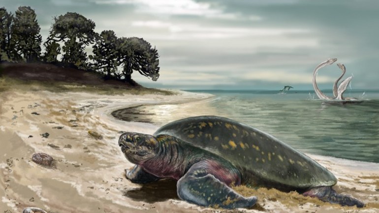 Ανακαλύφθηκε η αρχαιότερη θαλάσσια χελώνα ηλικίας 120 εκατ. ετών