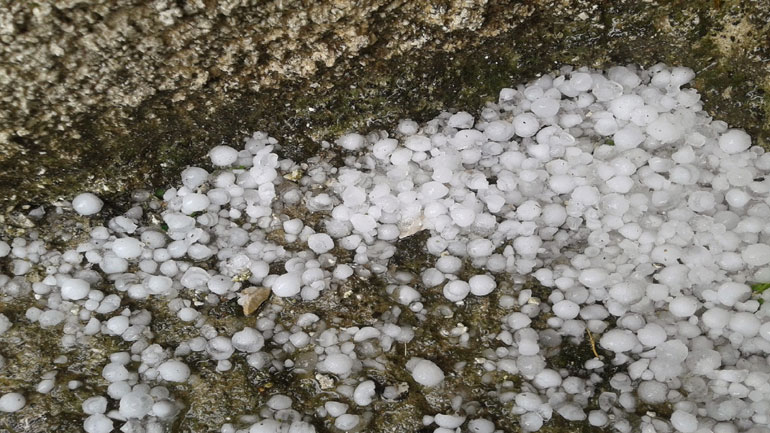 Έβρος: Ολοσχερής καταστροφή των αμπελώνων από τη χαλαζόπτωση