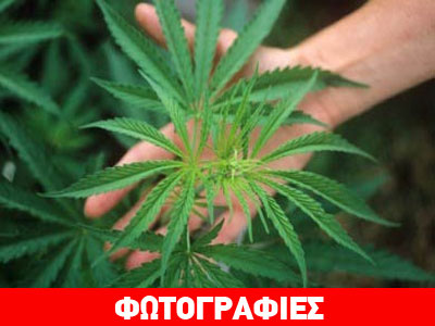 Καλλιεργούσε κάνναβη στον προαύλιο χώρο της επιχείρησής του