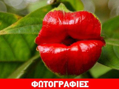 Παράξενα φυτά που θυμίζουν ανθρώπινα όργανα!