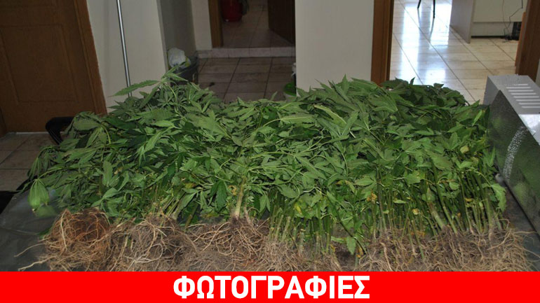 Καμένα Βούρλα: Καλλιεργούσε στο σπίτι του 400 δενδρύλλια κάνναβης Καμένα Βούρλα: Καλλιεργούσε στο σπίτι του 400 δενδρύλλια κάνναβης