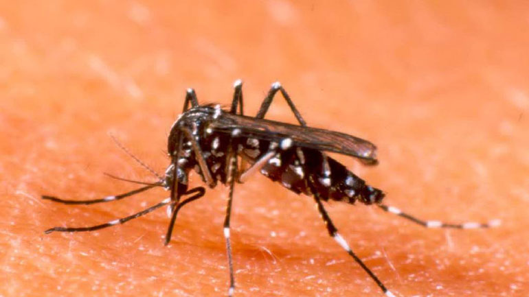 Δήμος Αθηναίων: Μέτρα προστασίας από τα κουνούπια