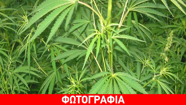 Εντοπίστηκε φυτεία κάνναβης στην περιοχή του Τατοΐου