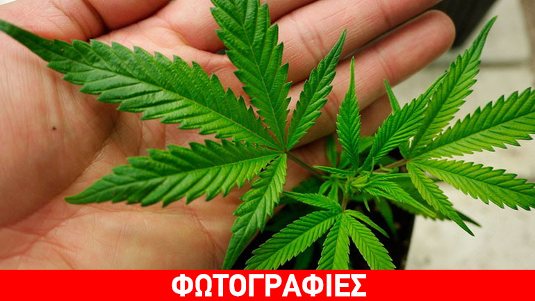 Μεσσηνία: Καλλιεργούσε κάνναβη στο σπίτι του