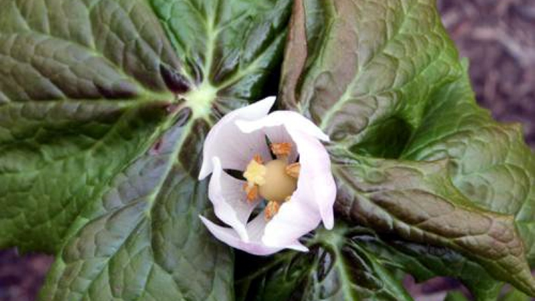 «Μεταμόσχευσαν» θεραπευτικές ιδιότητες σπάνιου φυτού σε άλλο