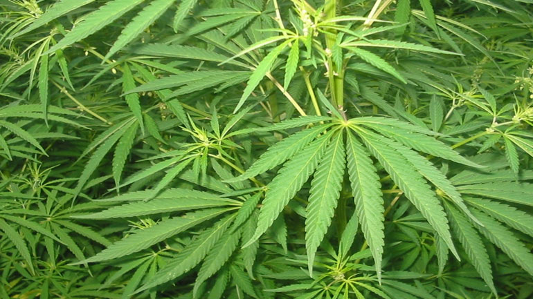 ΗΠΑ: Νόμιμη η χρήση κάνναβης για ιατρικούς σκοπούς στην Τζόρτζια