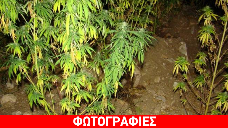 Πέλλα: Καλλιεργούσε δενδρύλλια κάνναβης στα αγροκτήματά του