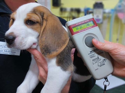 Ψηφιακός έλεγχος ταυτότητας για αδέσποτα από αστυνομικούς