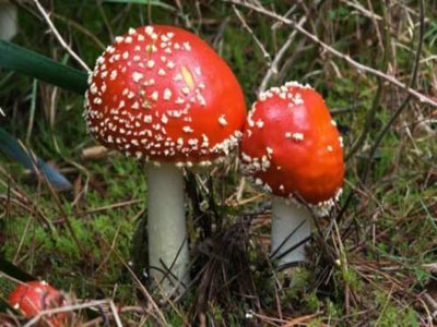 Προσοχή στη συλλογή και κατανάλωση άγριων μανιταριών συνιστά ο ΕΦΕΤ