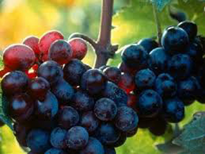 Έβαλε στο μάτι τα σταφύλια…