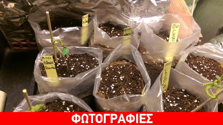 Εργαστήριο υδροπονικής καλλιέργειας κάνναβης σε σπίτι στον Άγ. Δημήτριο