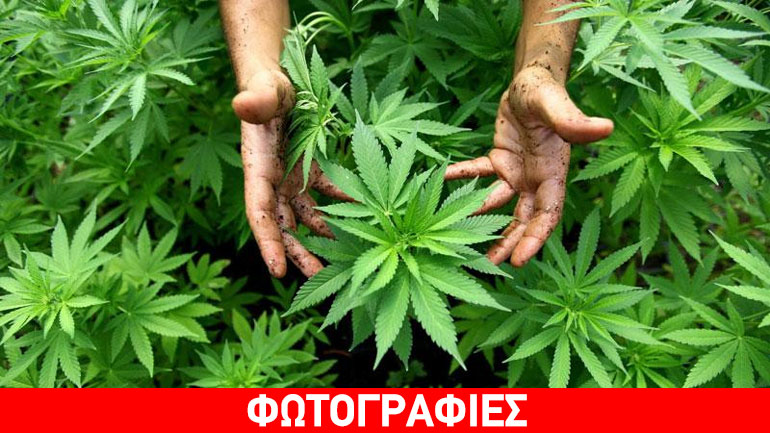 Εντοπίστηκε χασισοφυτεία στη Μεσσηνία