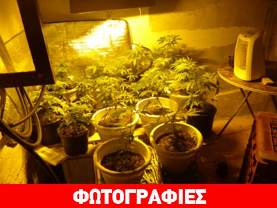 Χανιά: Καλλιεργούσαν δενδρύλλια κάνναβης στο σπίτι τους