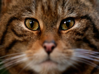 Πώς η αγριόγατα έγινε… ψιψίνα!