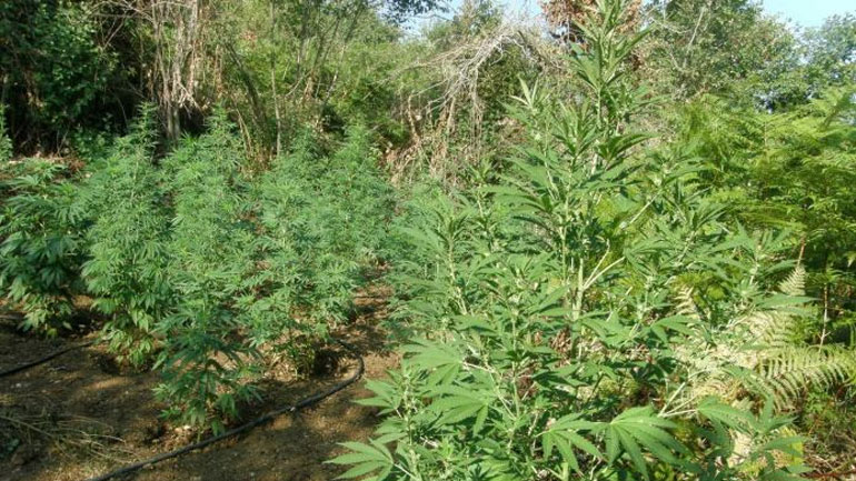 Εντοπίστηκε χασισοφυτεία με 1.292 δενδρύλλια στο Ρέθυμνο